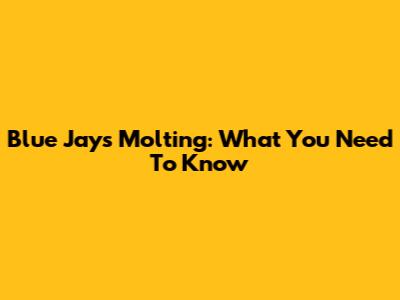 Blue Jays Molting: What You Need To Know