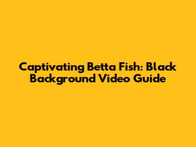 Captivating Betta Fish: Black Background Video Guide