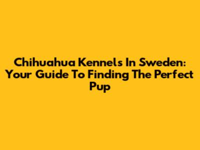Chihuahua Kennels In Sweden: Your Guide To Finding The Perfect Pup
