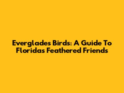 Everglades Birds: A Guide To Florida's Feathered Friends