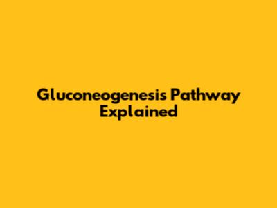 Gluconeogenesis Pathway Explained