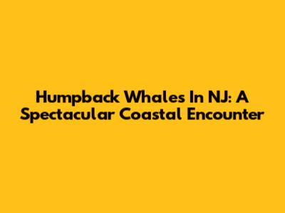 Humpback Whales In NJ: A Spectacular Coastal Encounter