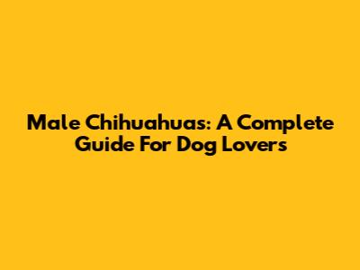 Male Chihuahuas: A Complete Guide For Dog Lovers