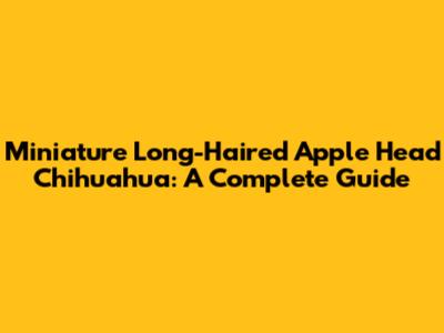 Miniature Long-Haired Apple Head Chihuahua: A Complete Guide