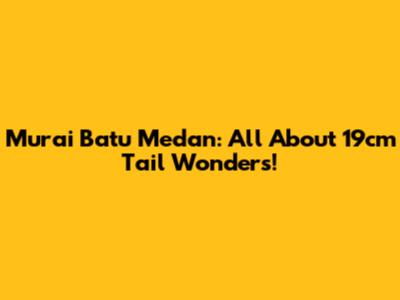 Murai Batu Medan: All About 19cm Tail Wonders!