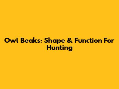 Owl Beaks: Shape & Function For Hunting