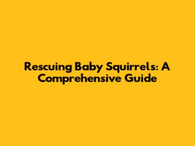 Rescuing Baby Squirrels: A Comprehensive Guide