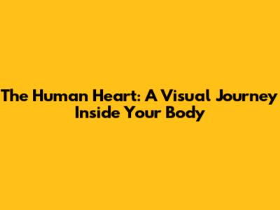 The Human Heart: A Visual Journey Inside Your Body