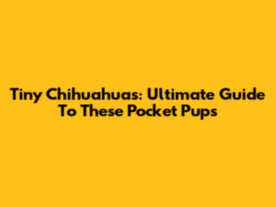 Tiny Chihuahuas: Ultimate Guide To These Pocket Pups
