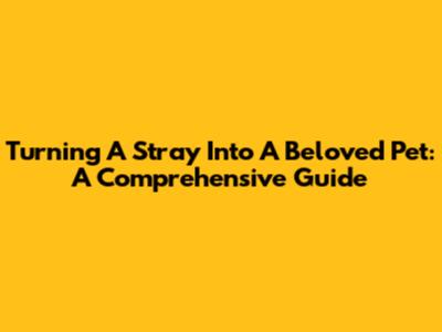 Turning A Stray Into A Beloved Pet: A Comprehensive Guide