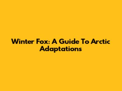 Winter Fox: A Guide To Arctic Adaptations