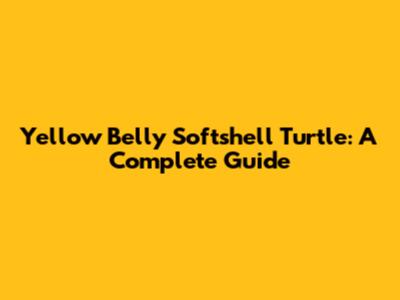 Yellow Belly Softshell Turtle: A Complete Guide